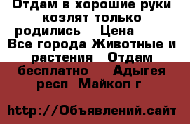 Отдам в хорошие руки козлят.только родились. › Цена ­ 20 - Все города Животные и растения » Отдам бесплатно   . Адыгея респ.,Майкоп г.